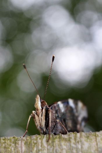 Close-up of insect on wood