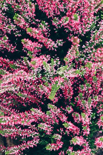 Low angle view of pink flowering plants