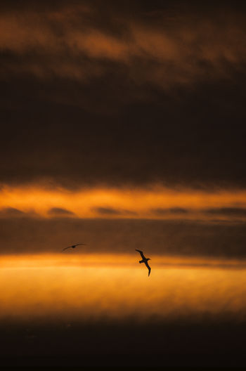 Silhouette albatross flying in sky during sunset