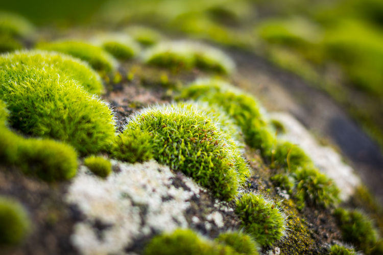 Close-up of moss growing on rock