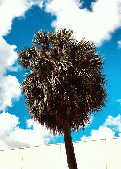 Low angle view of palm tree against blue sky