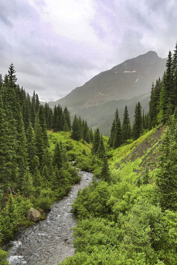 Scenic view of forest against sky
