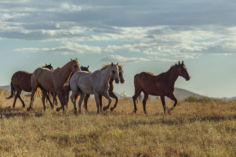 Horses on a field