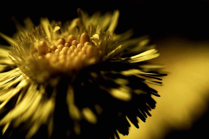 Close-up of chrysanthemum on plant against black background