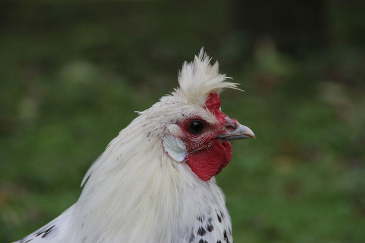 Close-up of rooster