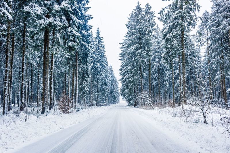 Road amidst trees against sky during winter