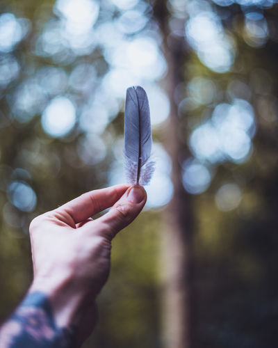 Cropped hand holding feather