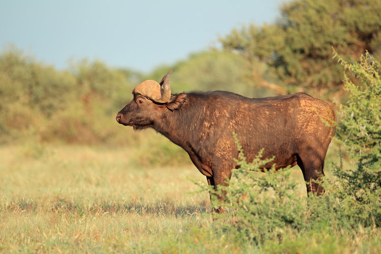 An african buffalo - syncerus caffer - in natural habitat, mokala national park, south africa