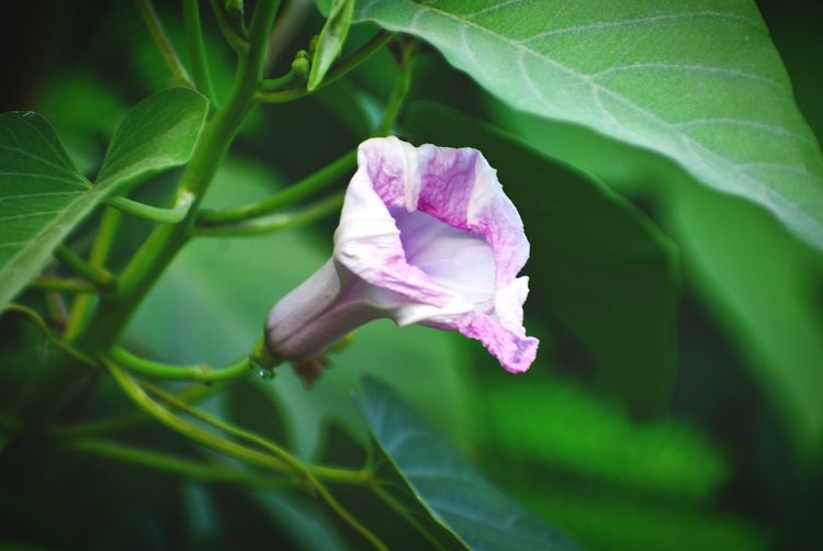 Close-up of purple flowering plant