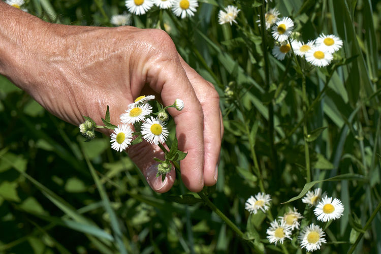 A man's hand holding small daisy like flowers over a  grassy background 