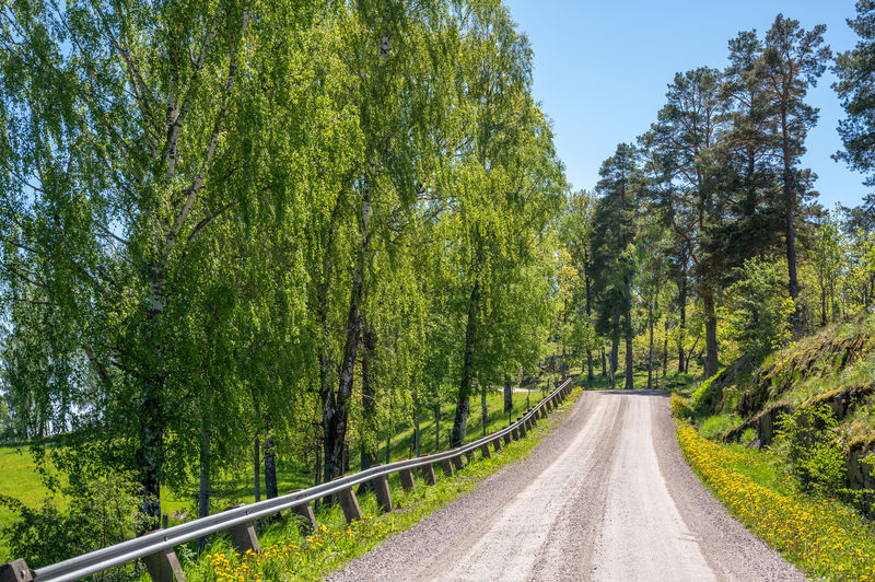 Road amidst trees and plants in forest