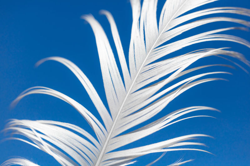 Close-up of plant against blue background