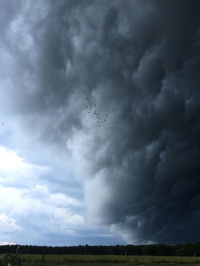 Birds flying over field against storm clouds