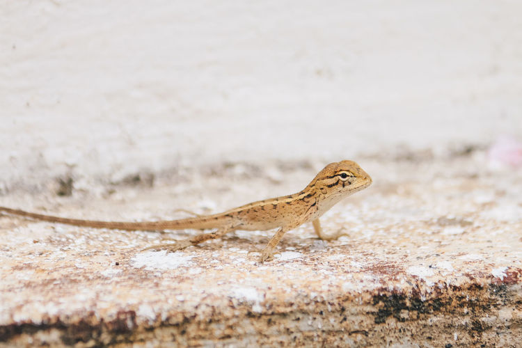 Close-up of a lizard on sand