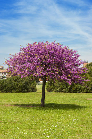 Tree on field