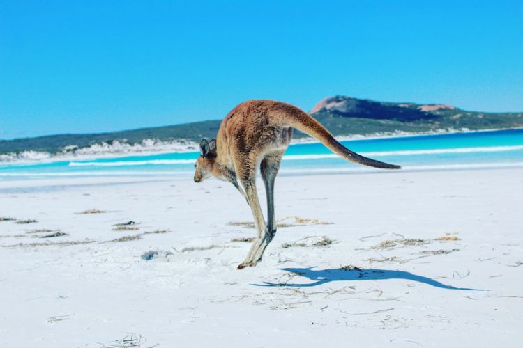 Kangaroo jumping at beach against clear blue sky