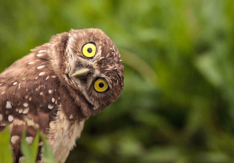 Burrowing owl perching on field