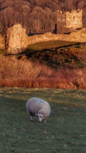 Sheep grazing on field