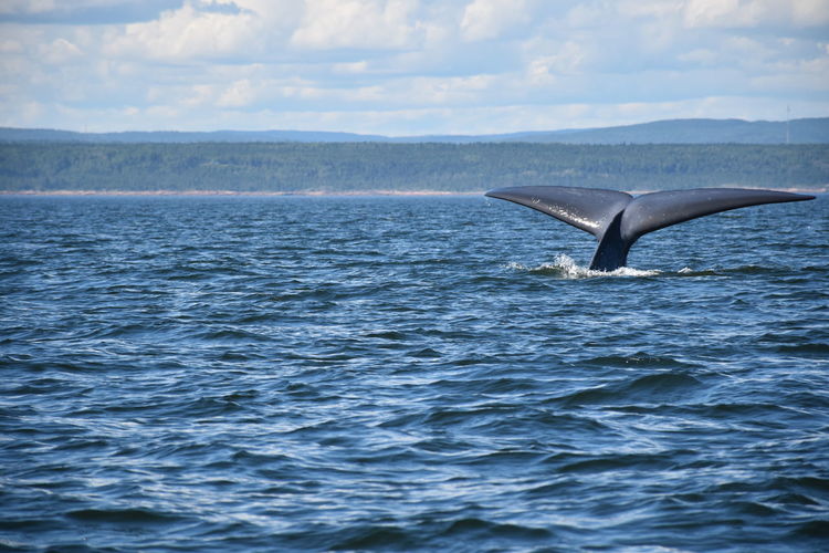 View of whale tail out of water against cloudy sky