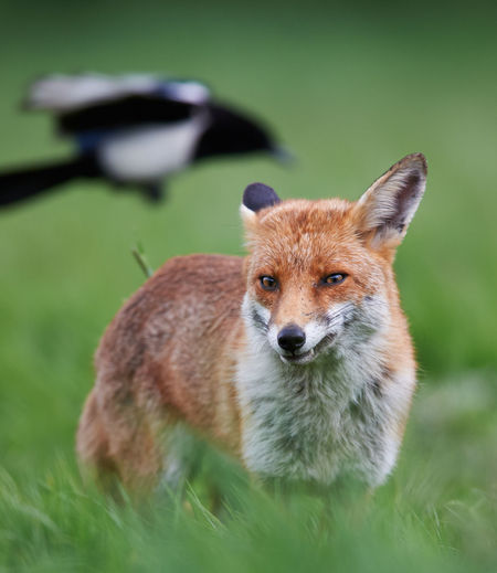 Close-up of bird flying while fox standing on field