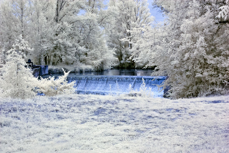 Scenic view of frozen trees in forest