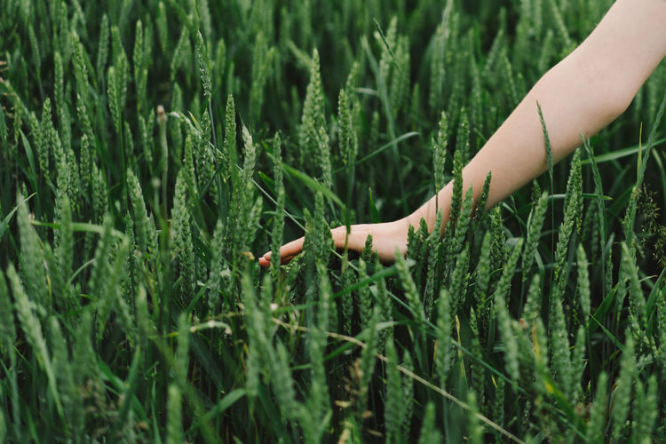 Teen girl in a field of green wheat. field of green wheat. 