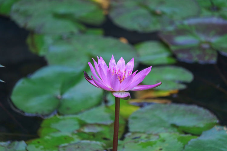 Close-up of water lily in pond