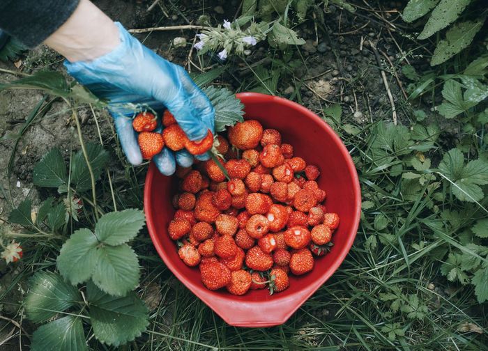 Cropped hands placing strawberries in basket on field