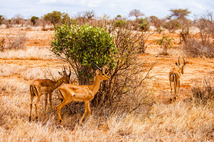 Gazelles by plants on field at tsavo east national park