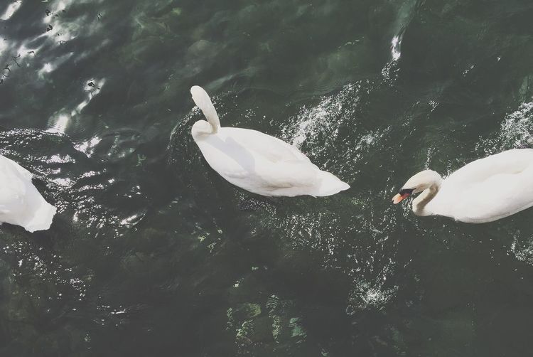 Close-up of swans swimming in lake