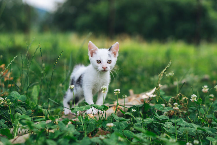Portrait of kitten on a field