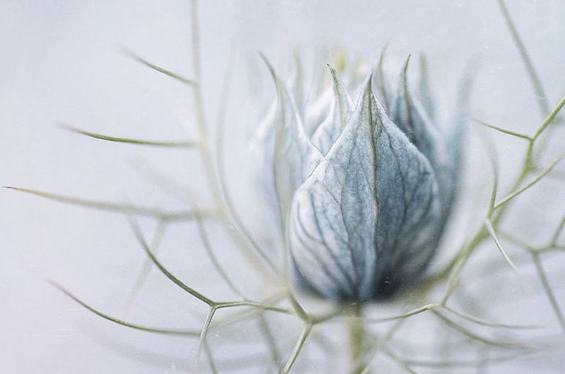 Close-up of spiked plant