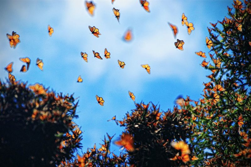 Low angle view of butterflies flying by trees against sky