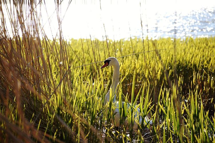 Swan perching on field against sky