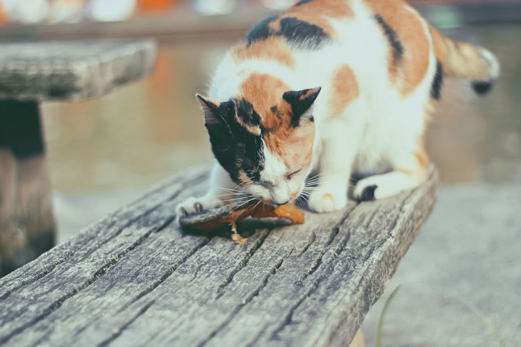 Close-up of cat on wood