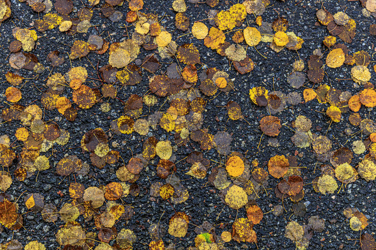 Full frame shot of yellow autumn leaves on rock