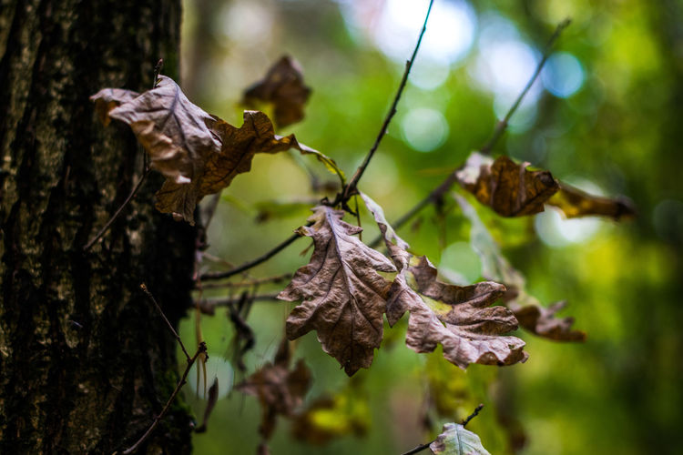 Close-up of dry leaves on branch