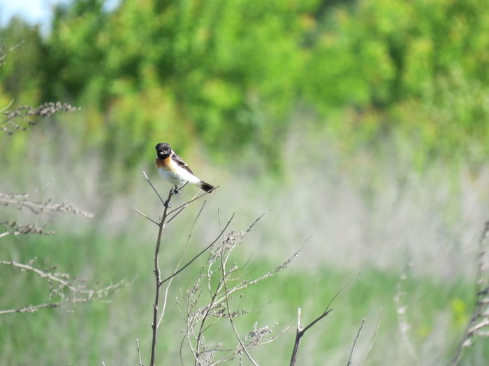 The siberian stonechat or asian stonechat sitting on a branch