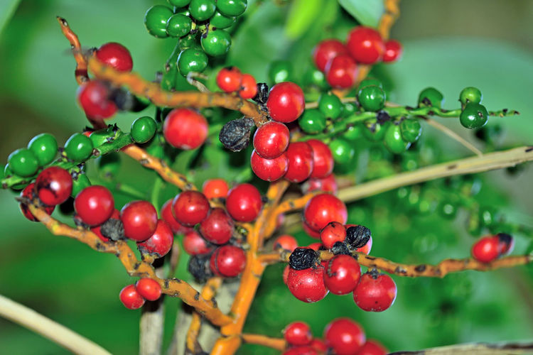 Close-up of wet red berries growing on tree
