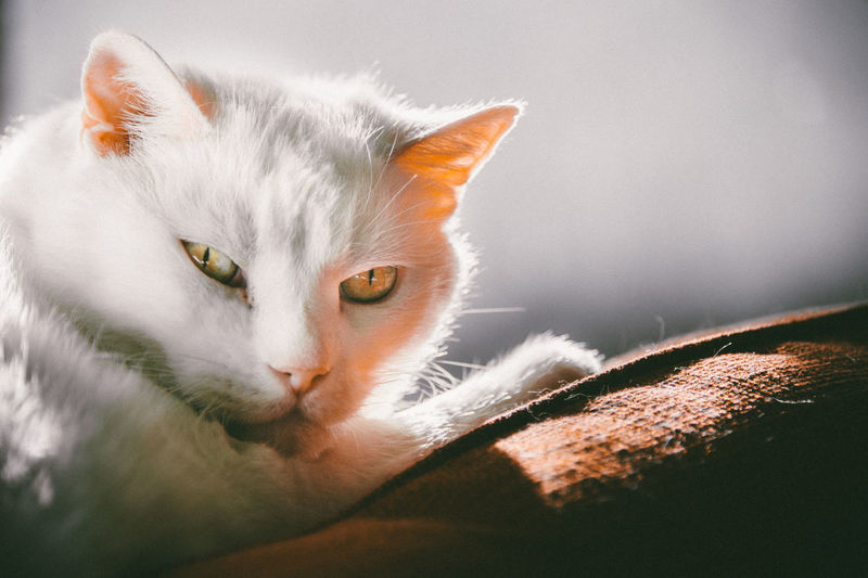 Close-up portrait of cat
