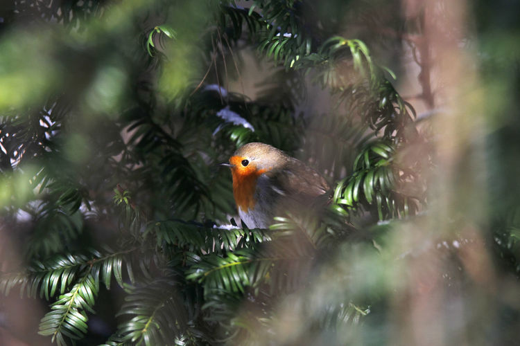Robin perching hidden on green yew branch