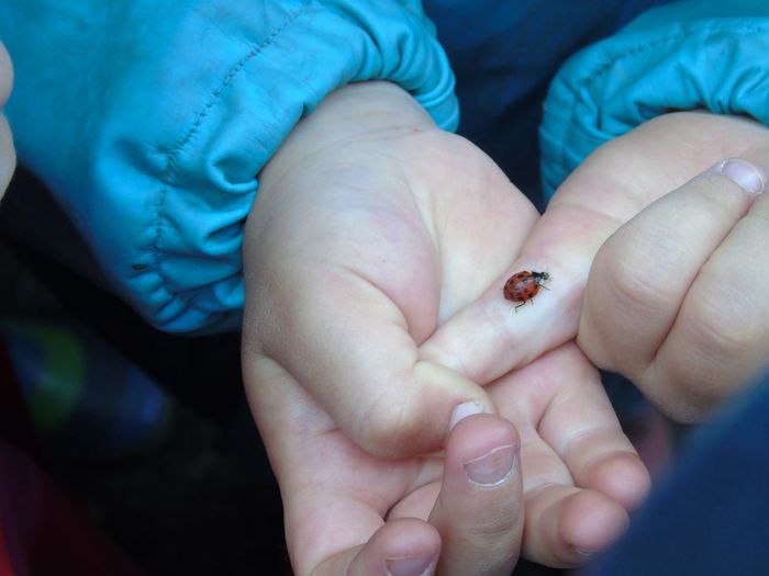 Cropped hands of child with ladybird on finger