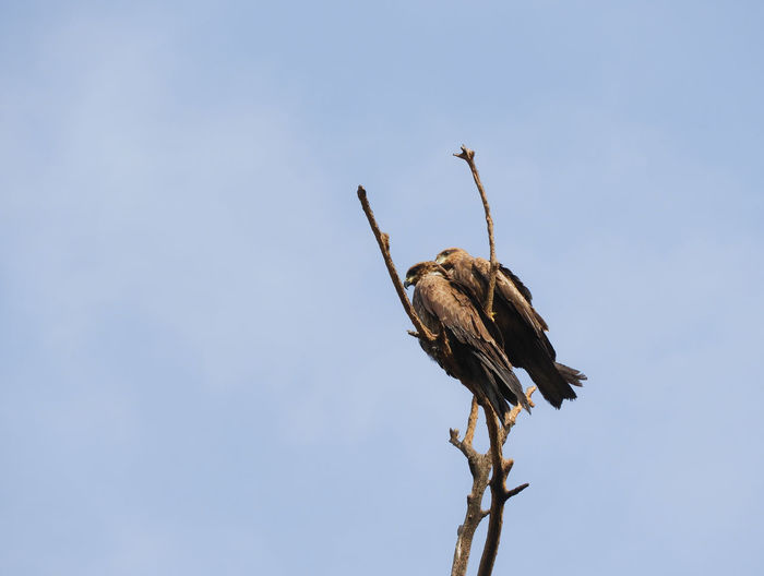 Low angle view of eagles perching on branch against sky