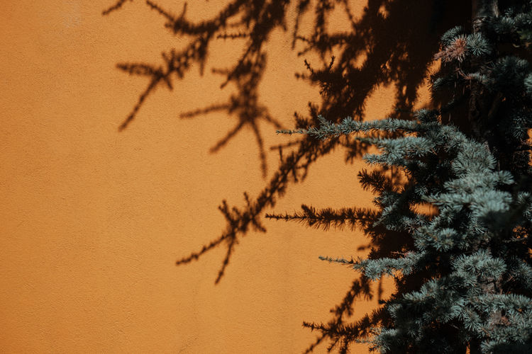 Low angle view of silhouette tree against sky during sunset