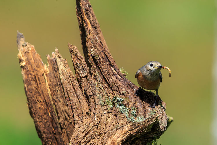 A common redstart female