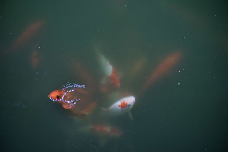 Coi in water
