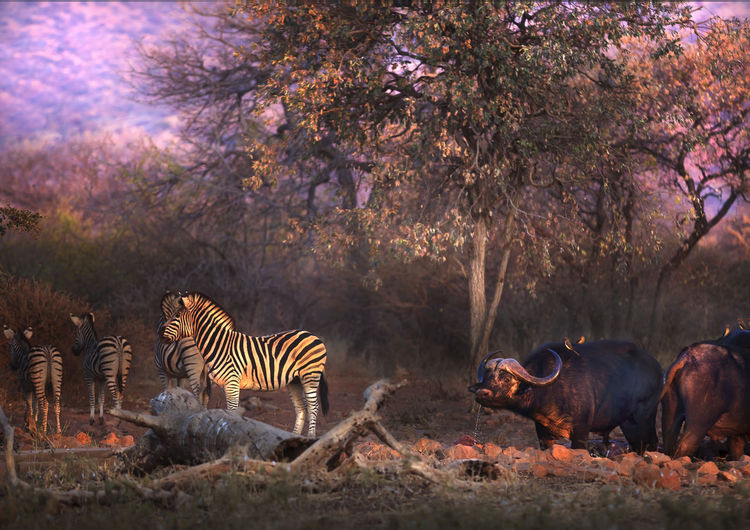 Zebras with bulls standing on field in forest