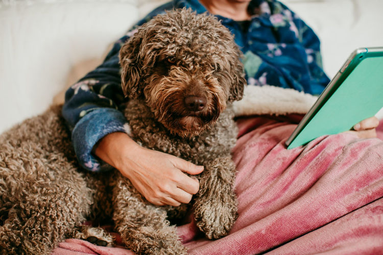 Midsection of woman holding dog while using digital tablet on sofa