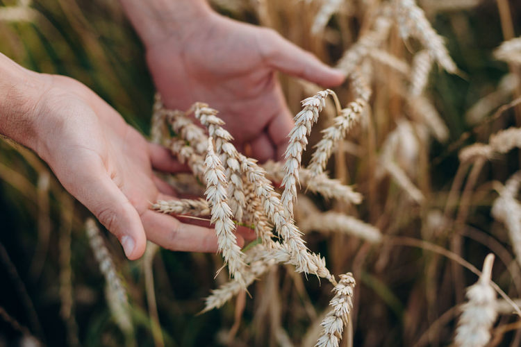 Close-up hands holding wheat