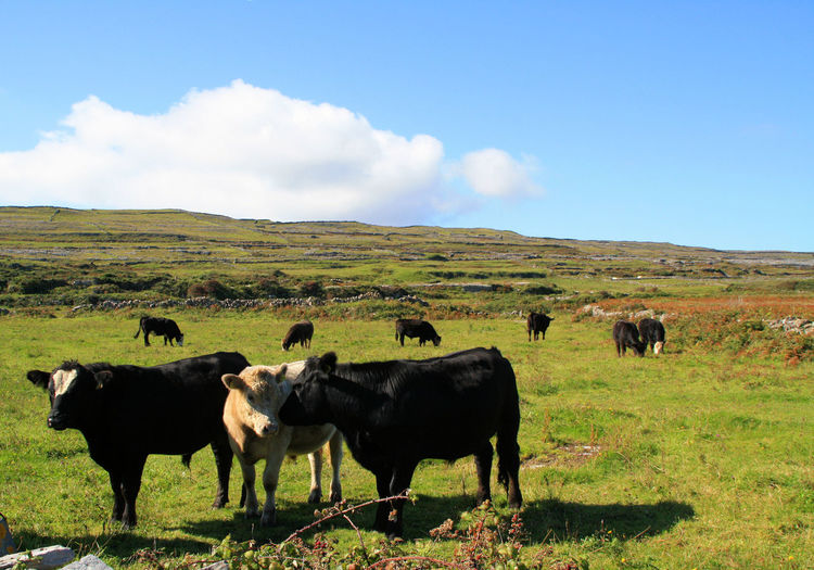Cows in a green field, three cows in the foreground 